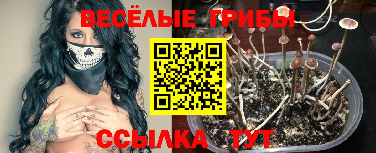 Галлюциногенные грибы GOLDEN TEACHER  Вход с VPN  Псилоцибиновые грибы ЛСД  Ачинск 